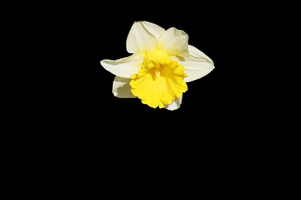 Free Image of Close-up of daffodil flower isolated on black background 