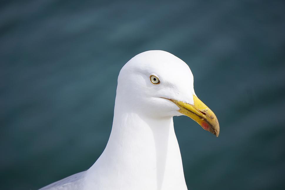 Free Image of Close-up of seagull against blurred ocean background 