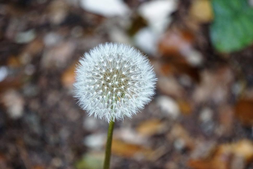 Free Image of Close-up of a dandelion seed head with blurred background 