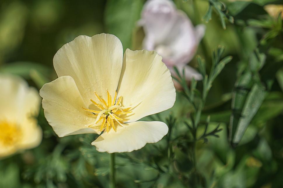 Free Image of Beautiful close-up of a yellow flower in full bloom. 