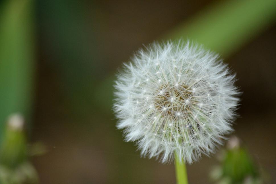 Free Image of Close-up of a dandelion seed head with blurred background. 