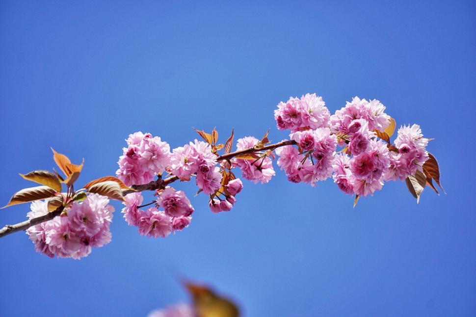 Free Image of Cherry blossom tree branch against clear blue sky. 