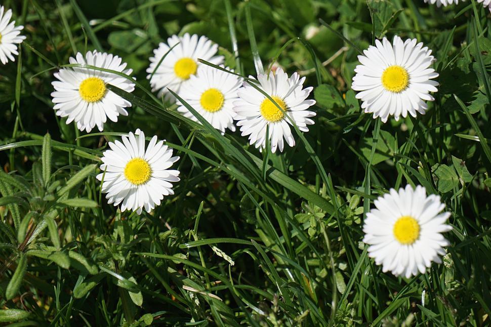 Free Image of White daisies with yellow centers in green meadow. 