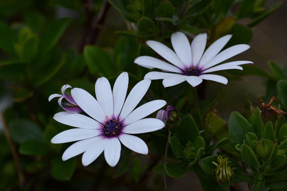 Free Image of White African daisies with purple centers in foliage. 