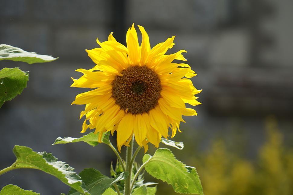 Free Image of Yellow sunflower in bloom with green leaves around. 