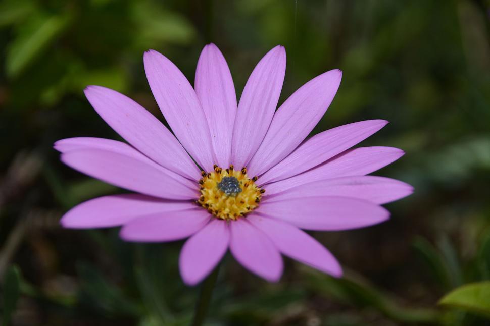 Free Image of Close-up of a vibrant pink daisy with green background. 