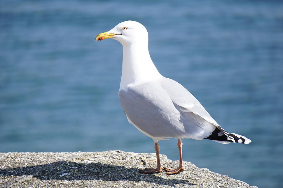 Free Image of Seagull standing on a rock with the sea in the background. 