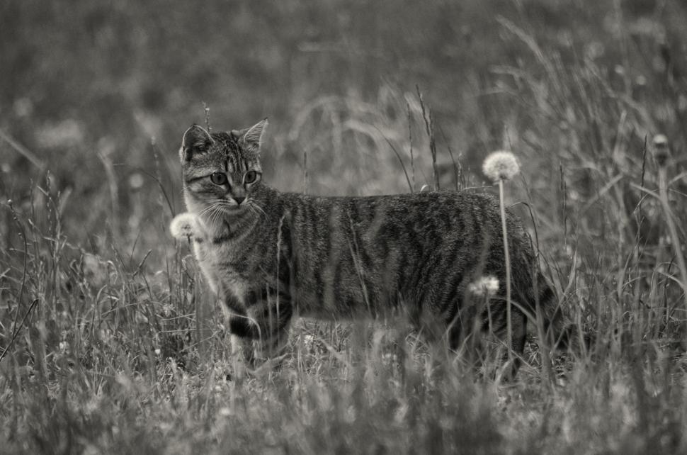 Free Image of Tabby cat standing in a field with dandelions in view 