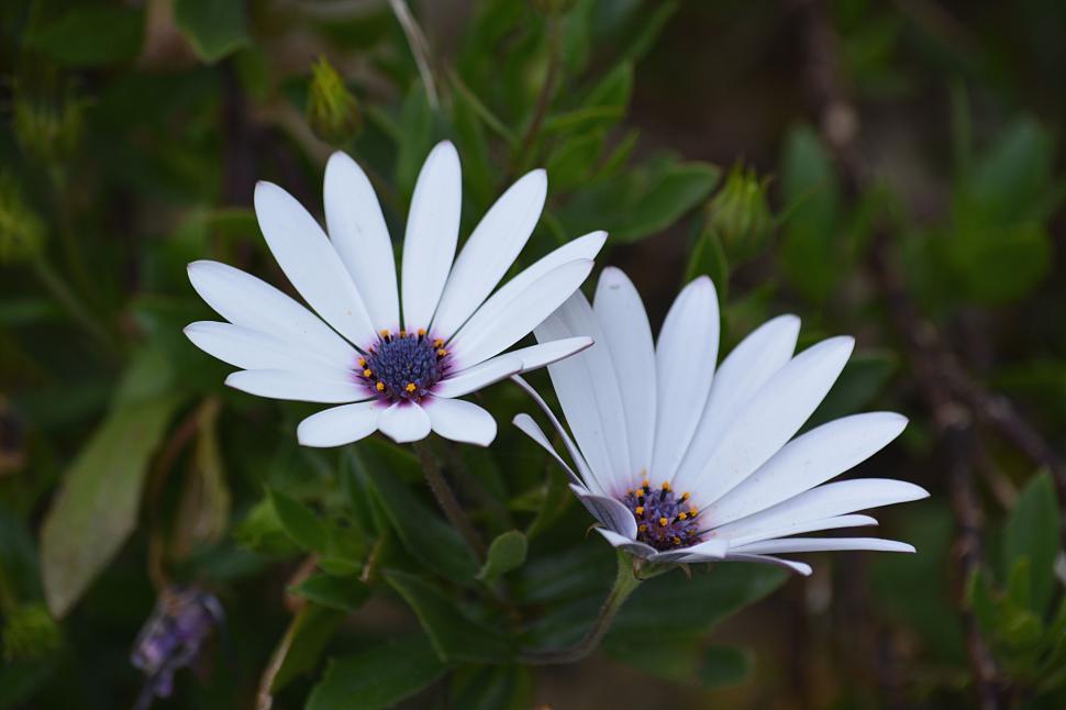 Free Image of Close-up of two white daisies blooming in green foliage 