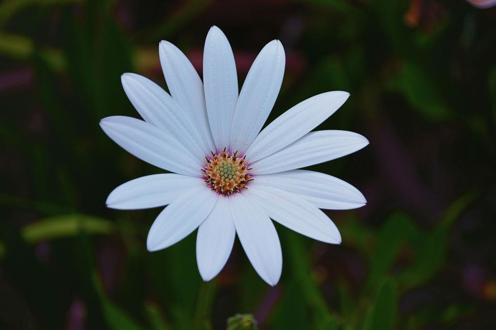 Free Image of Close-up of a single white flower in full bloom. 