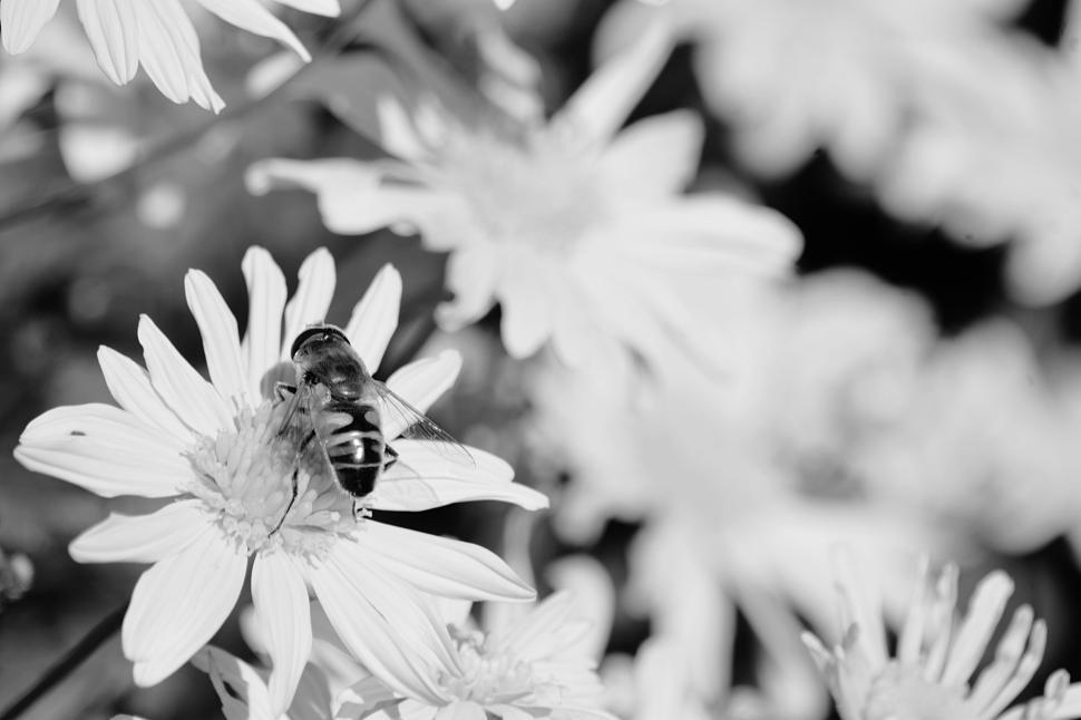 Free Image of Black and white bee on a flower collecting nectar. 