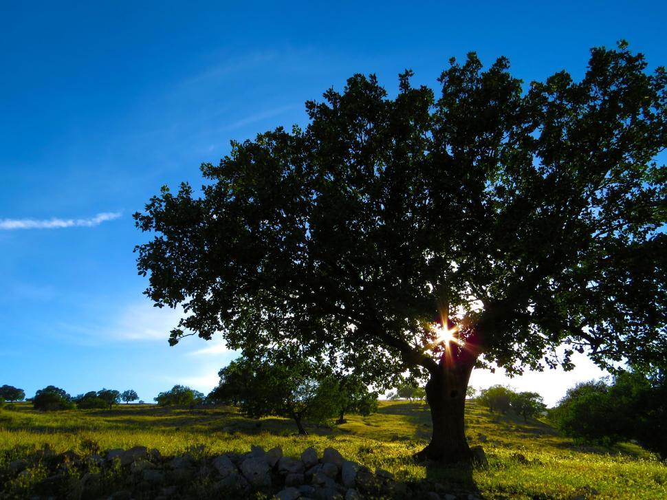 Free Image of A large tree in a sunny landscape field with clear sky. 