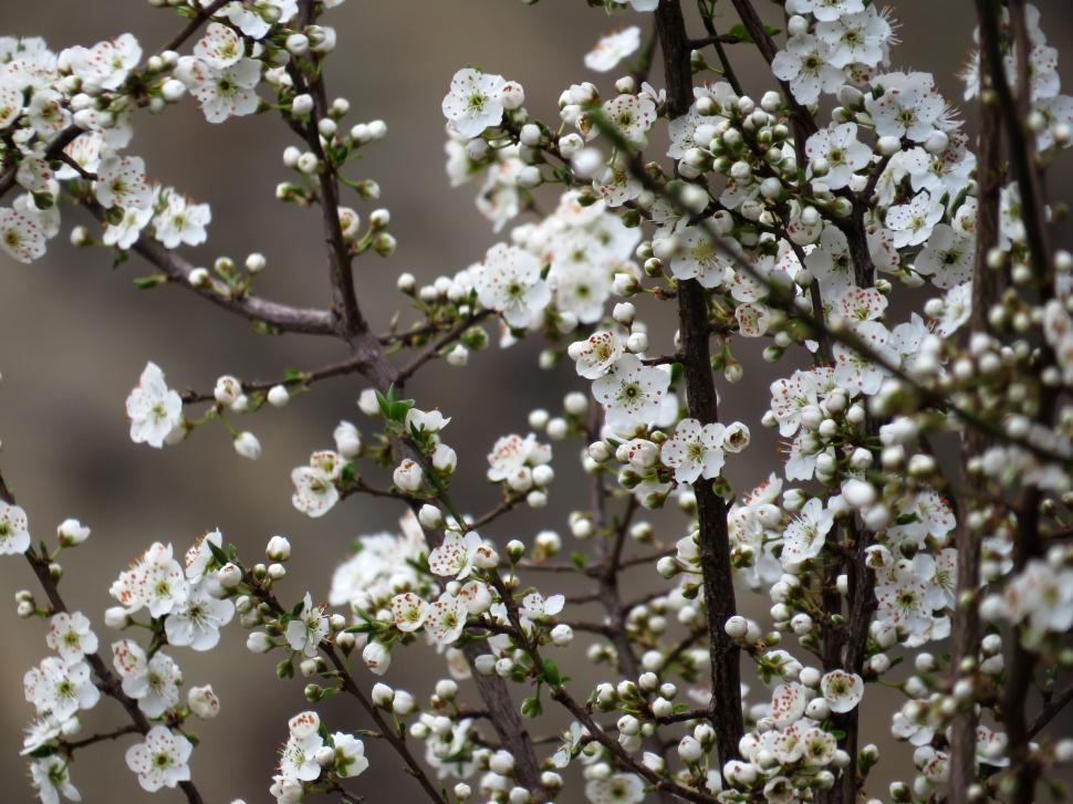 Free Image of Branches with white flowers blooming during springtime. 