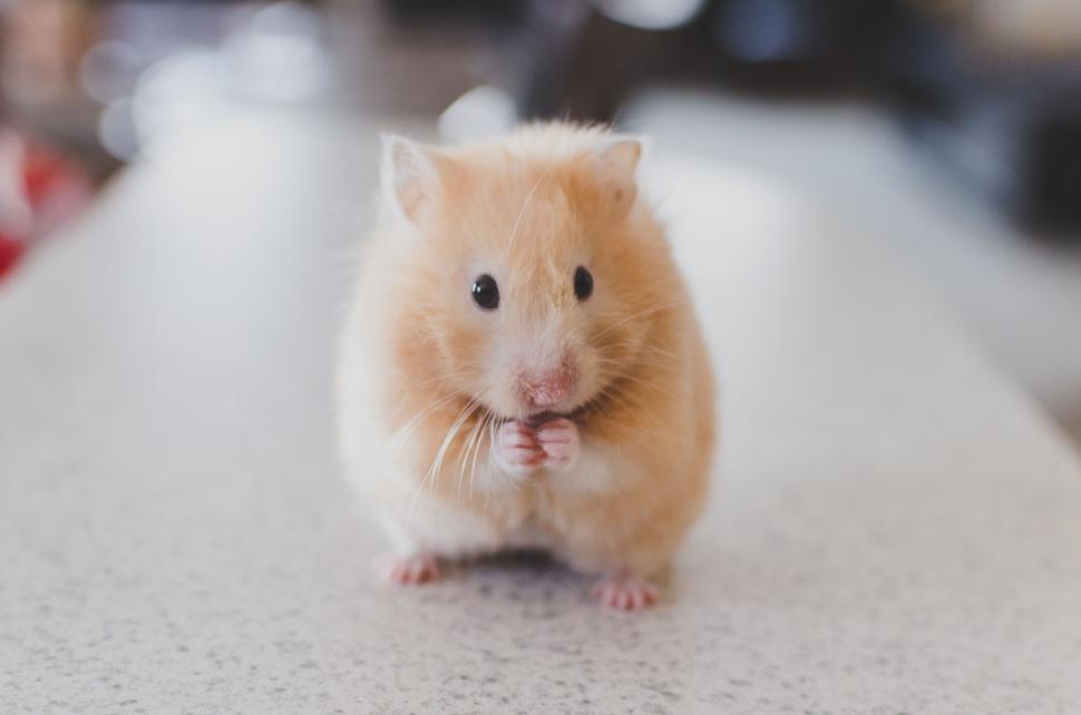 Free Image of Cute brown hamster on a gray surface with hands clasped. 