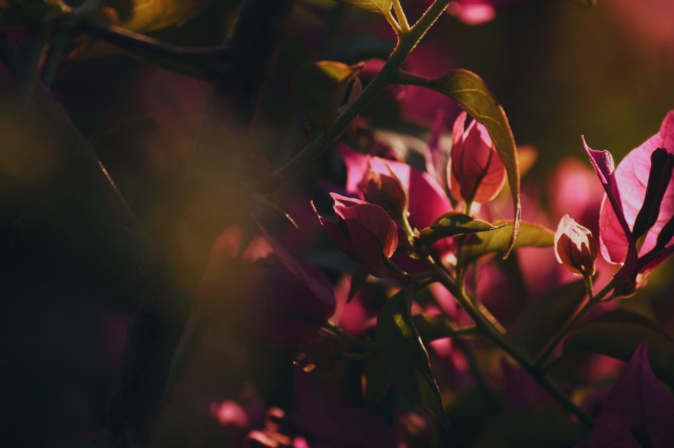Free Image of Close-up of vibrant pink flowers in soft, natural light. 