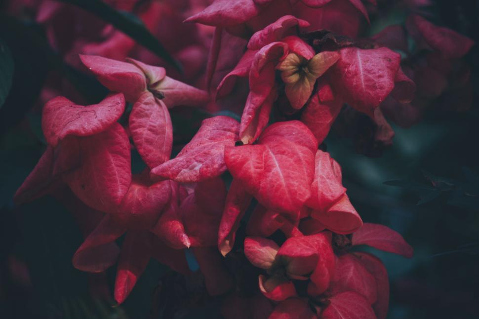 Free Image of Close-up of deep pink flowers in a low light environment. 