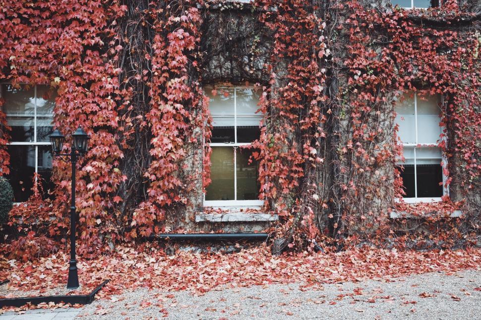 Free Image of Old building facade covered in red autumn leaves vertically 