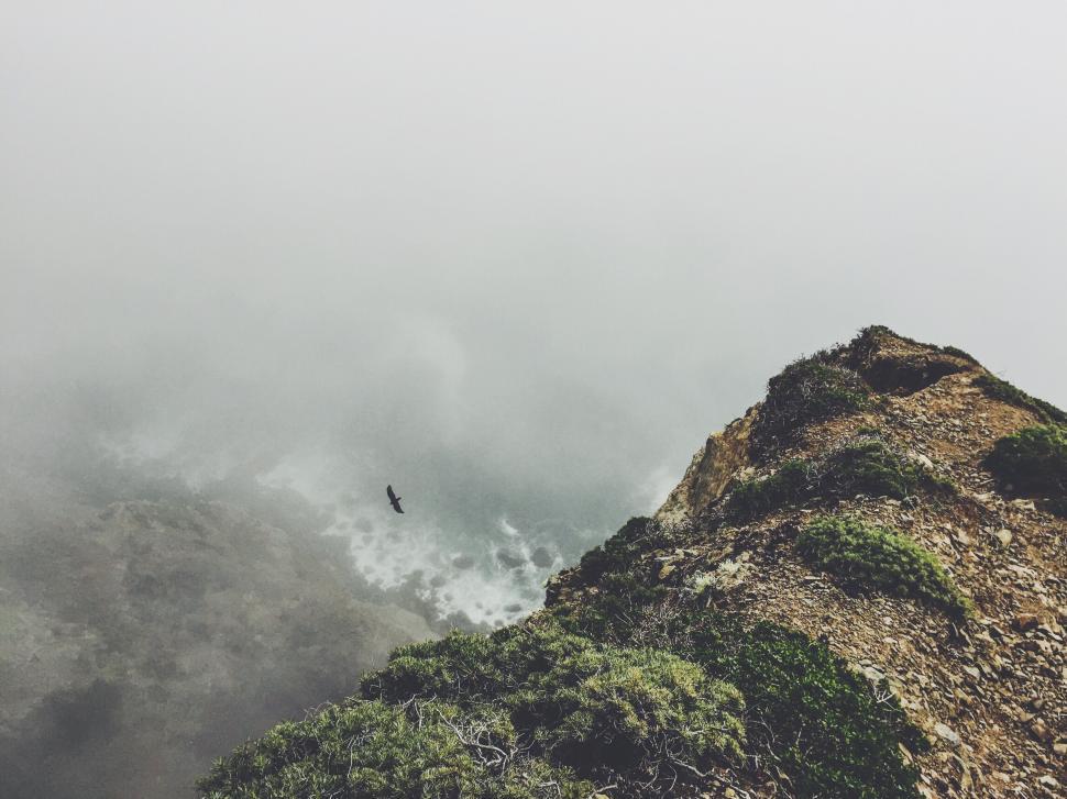 Free Image of Foggy cliff with a bird soaring over the ocean 