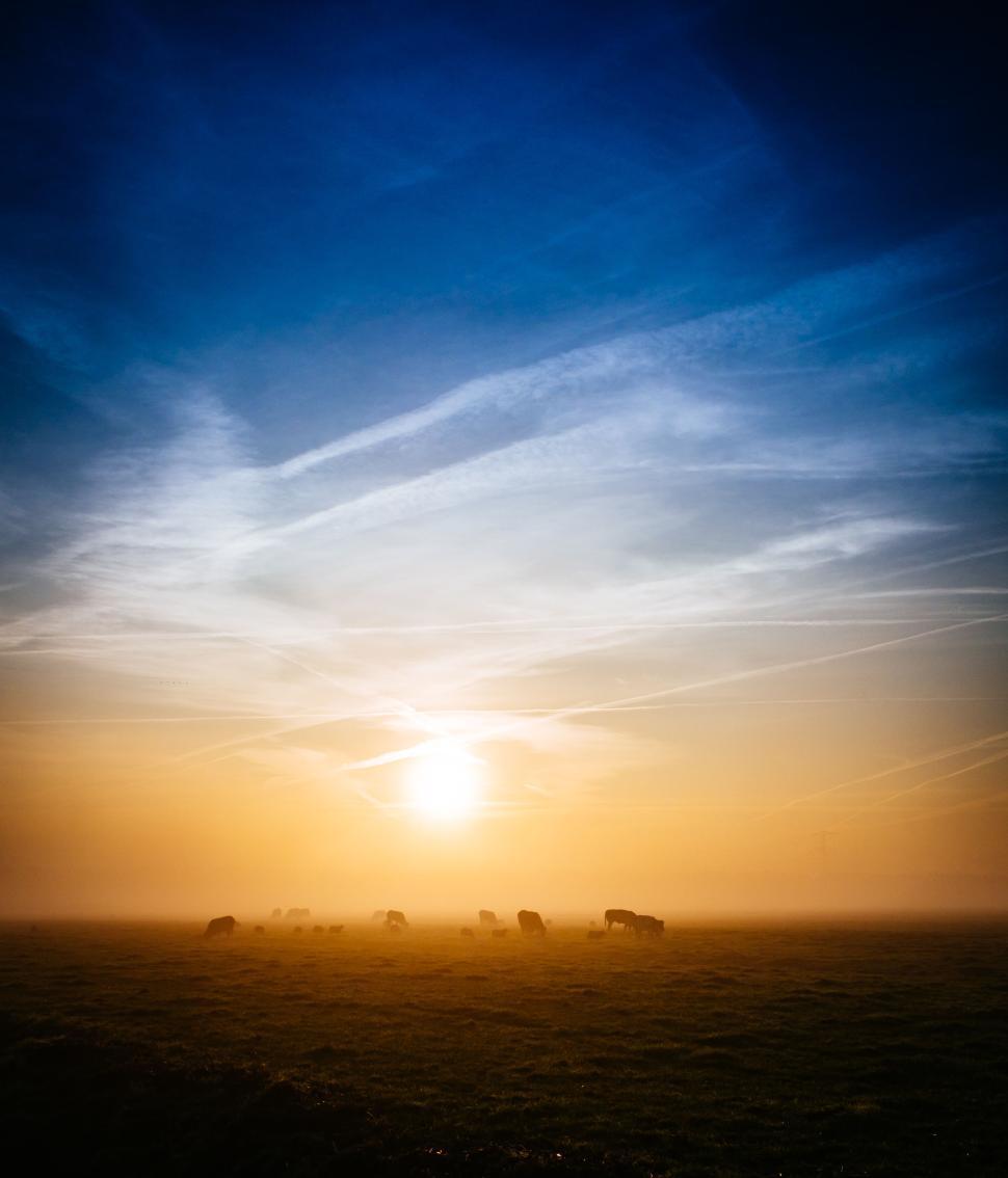 Free Image of Sunrise over a foggy field with grazing animals 