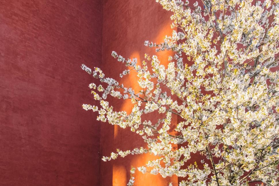 Free Image of Cherry Blossom Tree Against Red Orange Wall in Sunlight 