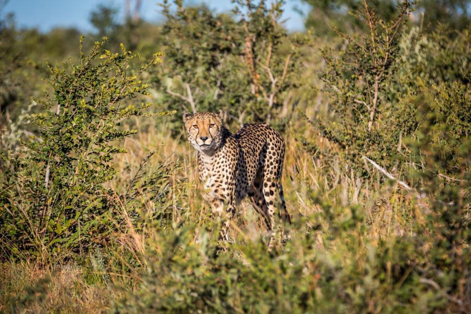 Free Image of Cheetah standing alert in a savanna with green shrubs 