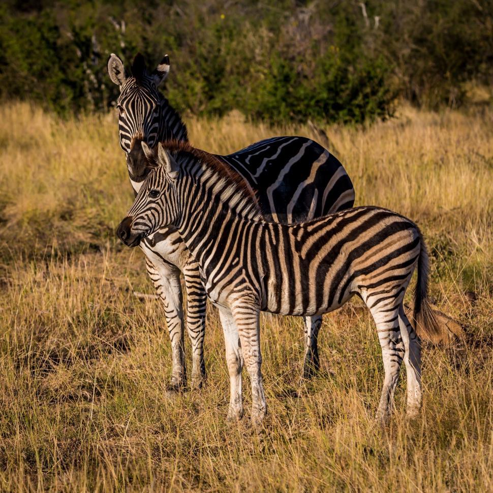 Free Image of Mother zebra and foal standing together in grassy field 