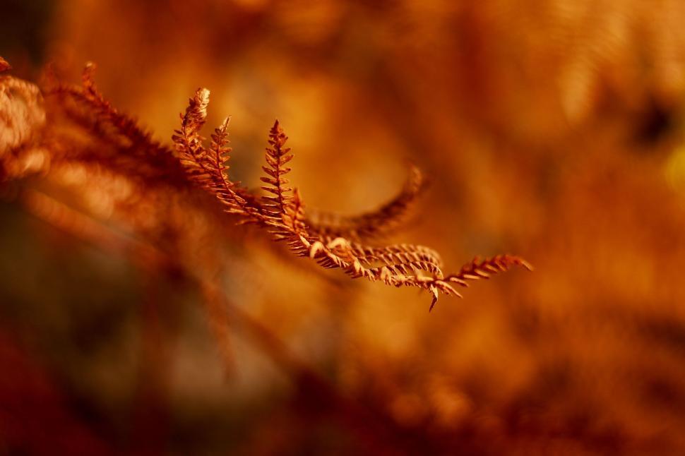 Free Image of Close-up of orange fern leaves with a blurred background. 