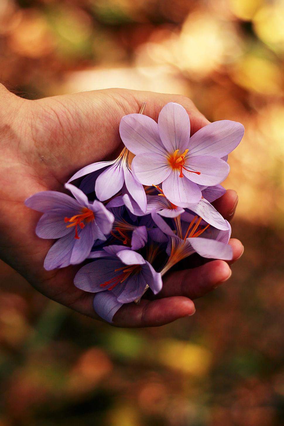 Free Image of Hand holding vibrant purple flowers in natural setting 