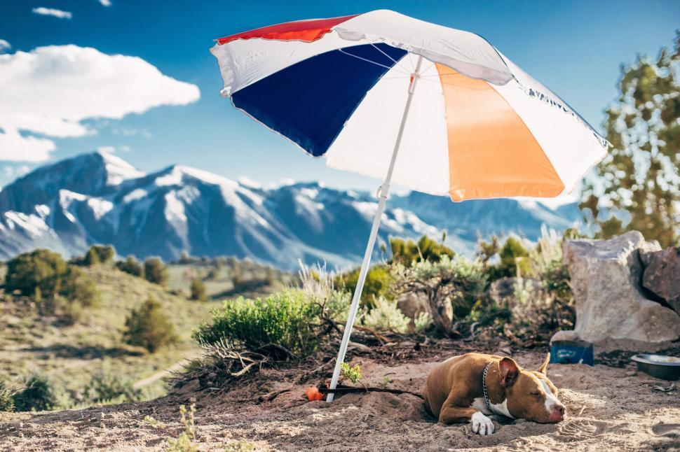 Free Image of Dog resting under a sunshade in a mountainous area 