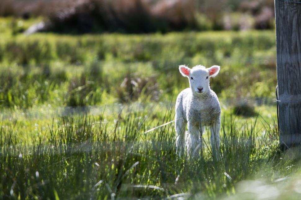 Free Image of Lamb standing in green grassy field near a wooden fence. 