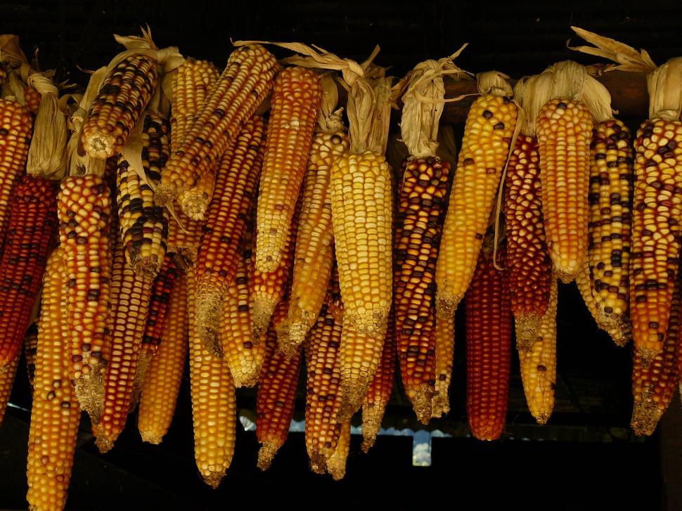 Free Image of Colorful corn cobs hanging together in a row. 