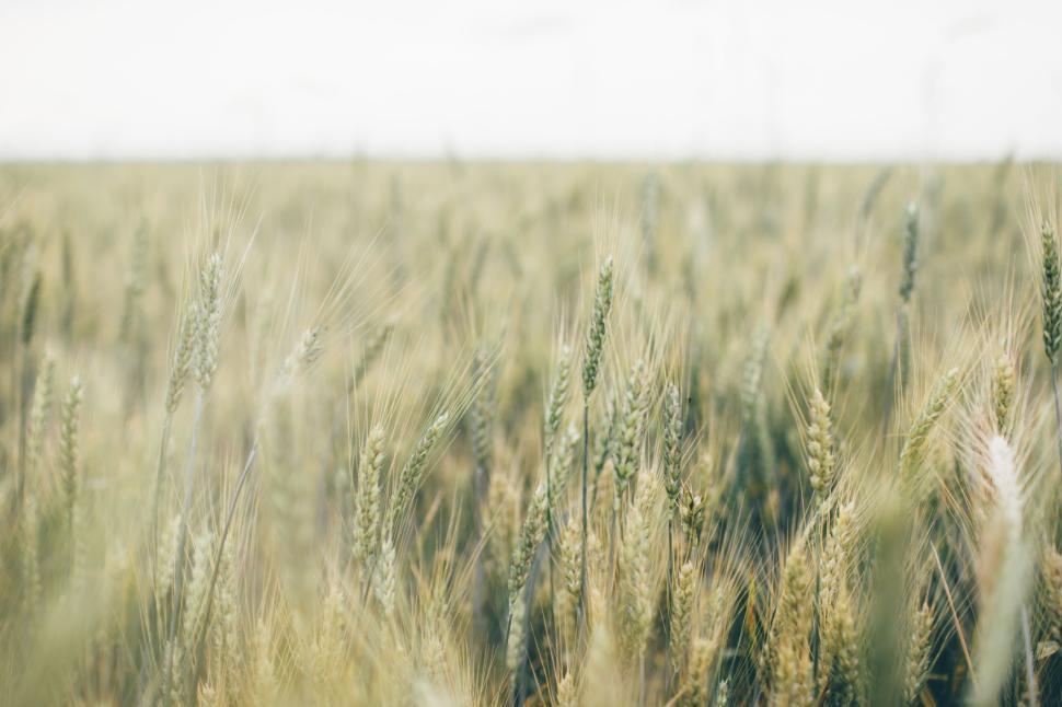 Free Image of Golden wheat field swaying gently in the breeze 