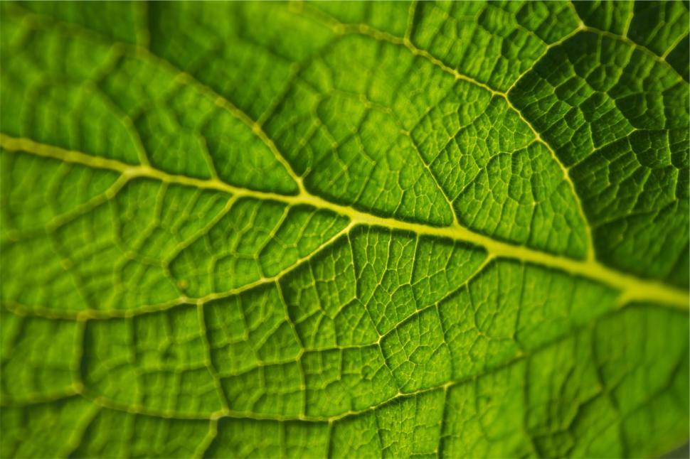 Free Image of Close-up of a green leaf with visible veins pattern. 