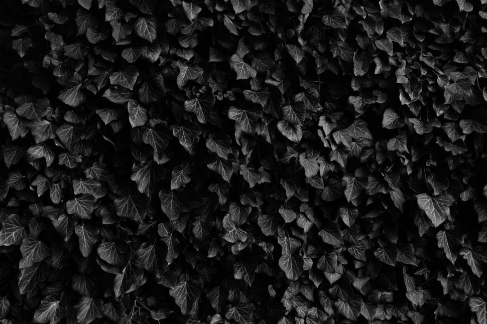 Free Image of Dense black and white leaves forming natural pattern 