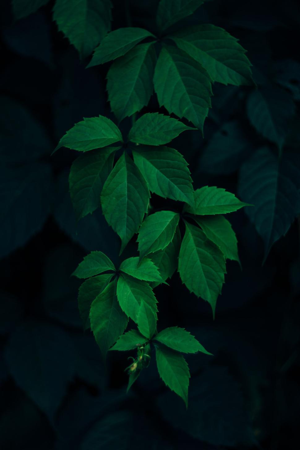Free Image of Dark green leaves cascading downwards in low light. 