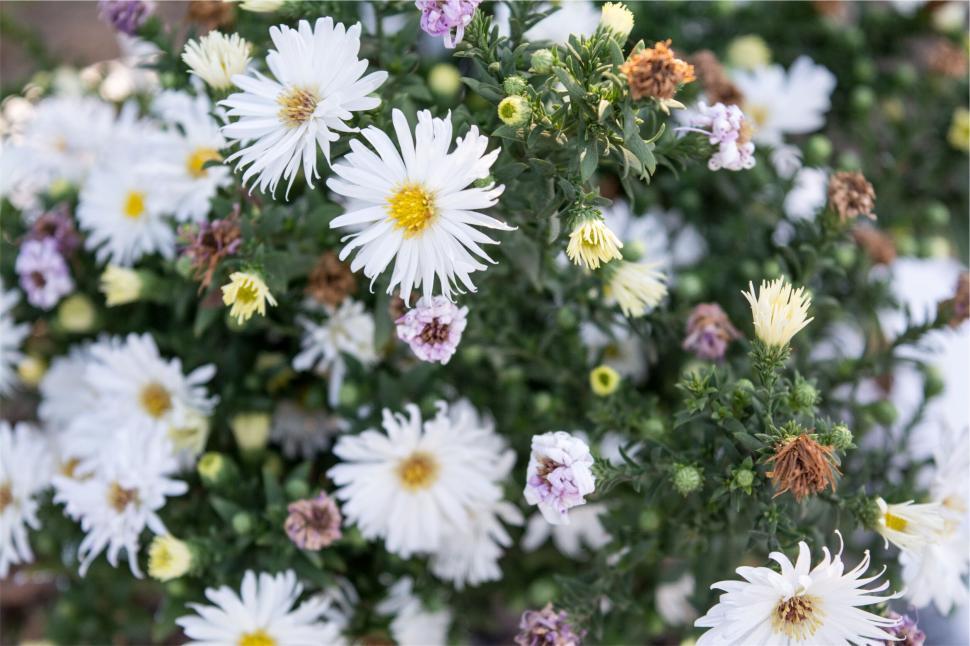 Free Image of Beautiful white flowers with green foliage in view 