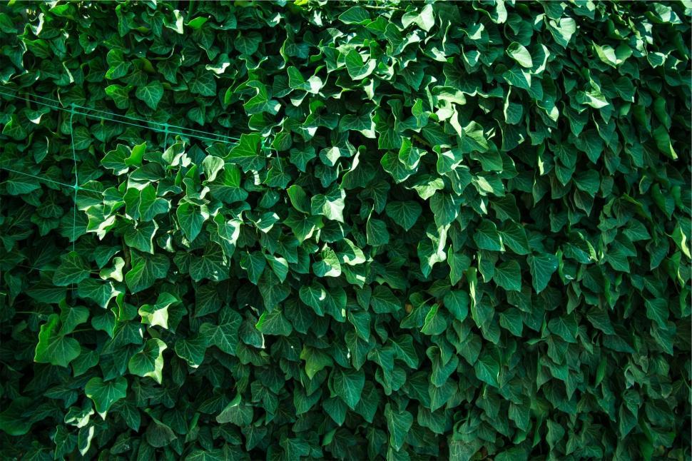 Free Image of Dense verdant ivy vines covering a vertical surface 