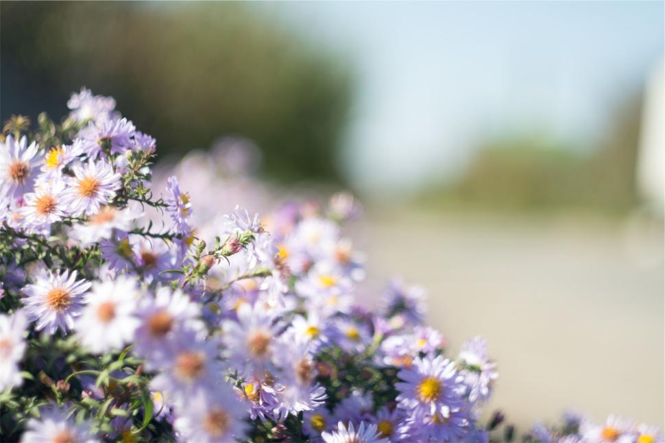 Free Image of Purple flowers blooming vibrantly along the roadside 