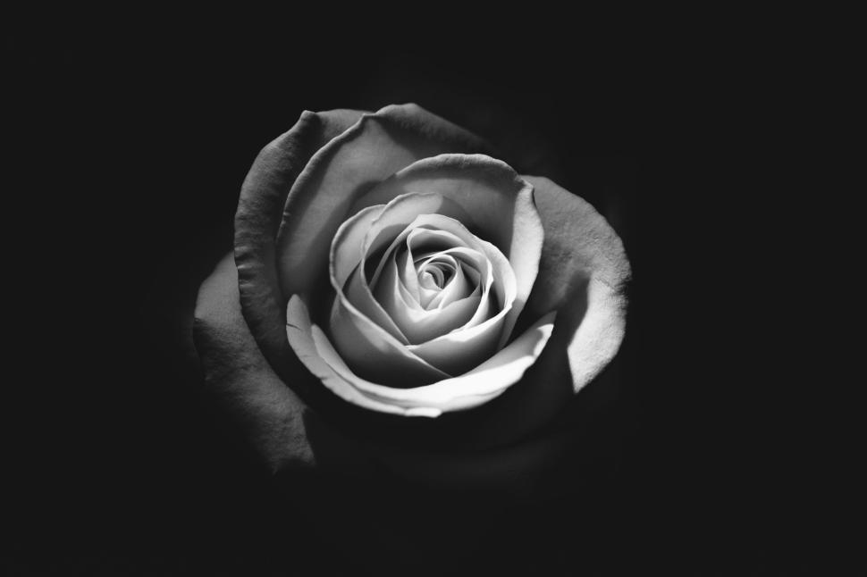 Free Image of Black and white close-up of a single blooming rose 