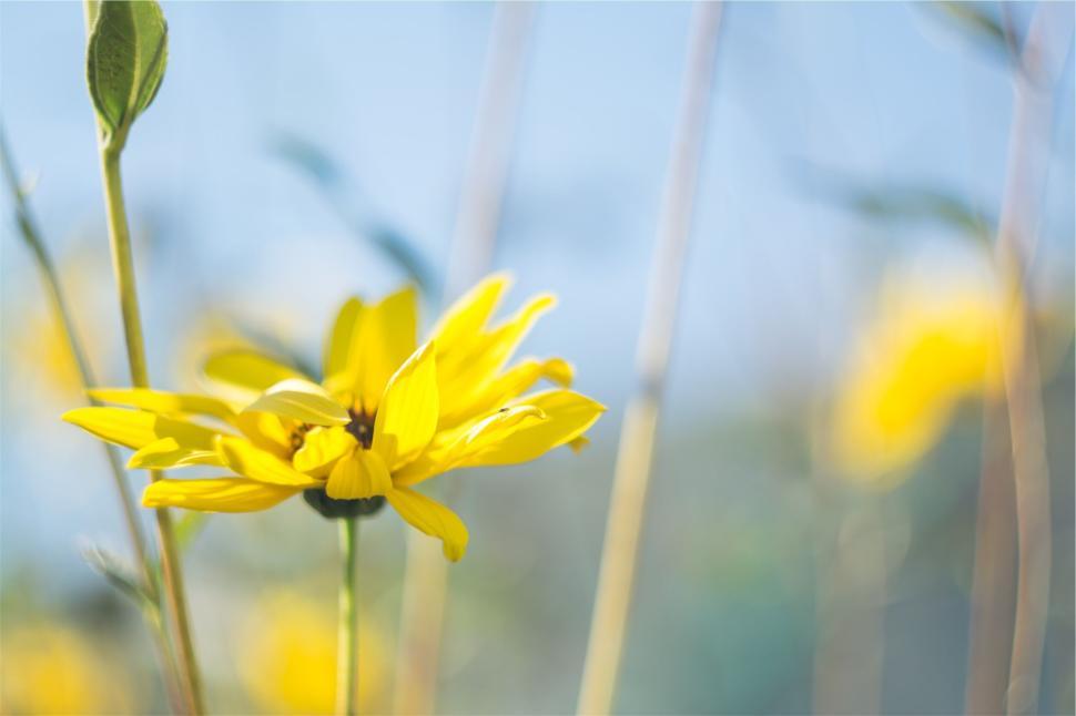 Free Image of Bright yellow flower standing tall in the meadow 