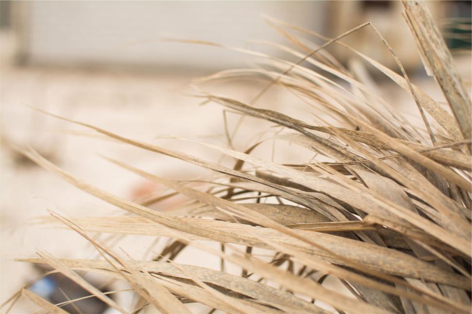 Free Image of Close-up of dry grass with blurred background behind 