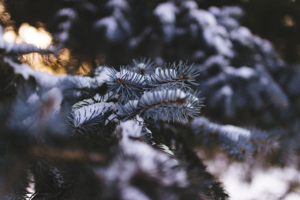 Free Image of Snow-clad pine tree branches during wintertime. 