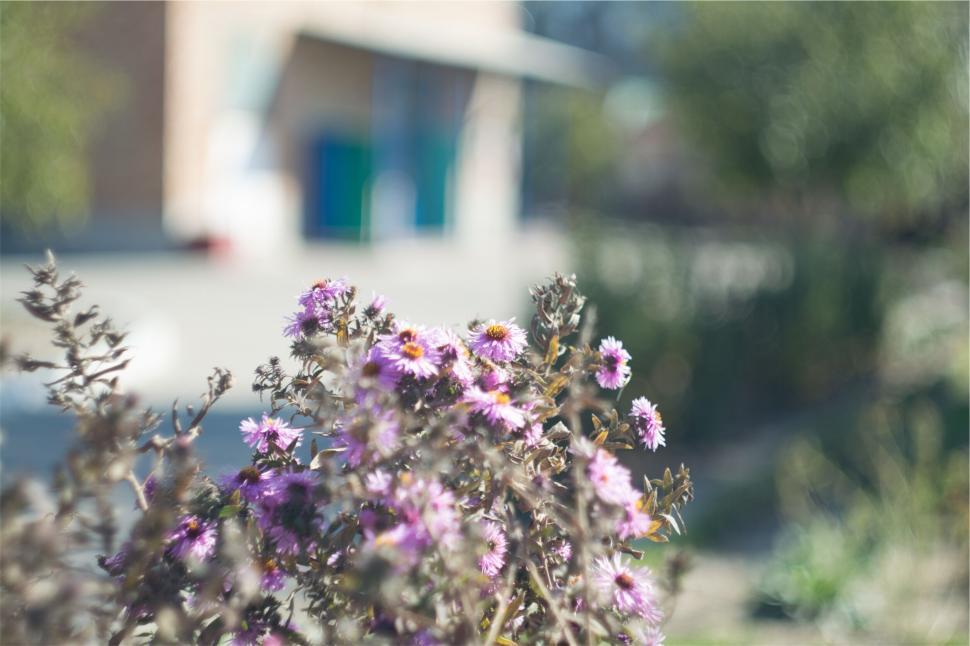 Free Image of Purple flowers blossoming with blurred background 