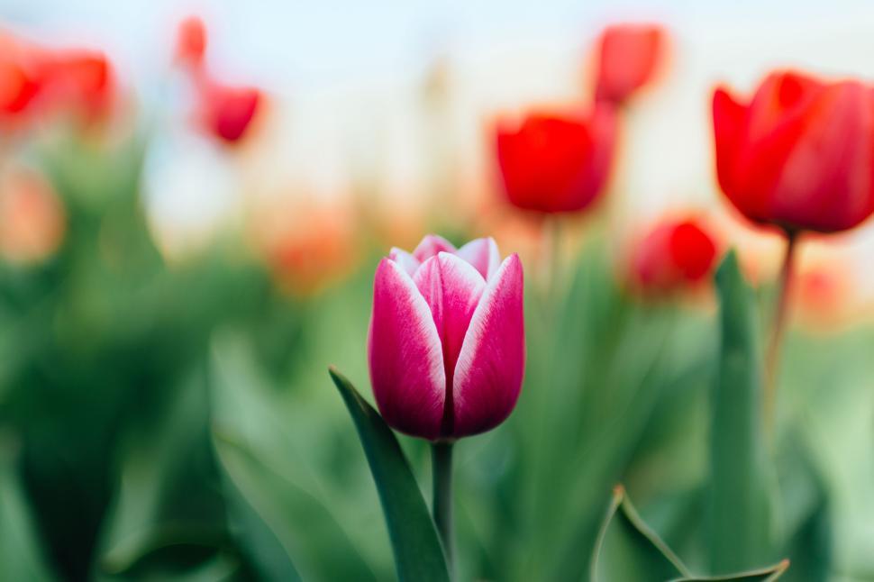 Free Image of Pink tulip in a vibrant green field of red tulips 