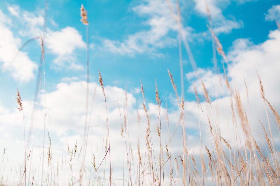 Free Image of Tall grass blades swaying under a bright blue sky 