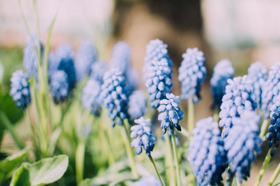 Free Image of Blue grape hyacinths blooming vibrantly in daylight 