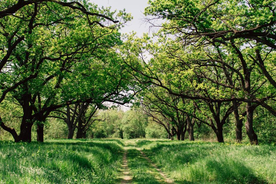 Free Image of Green forest pathway surrounded by lush, tall trees 