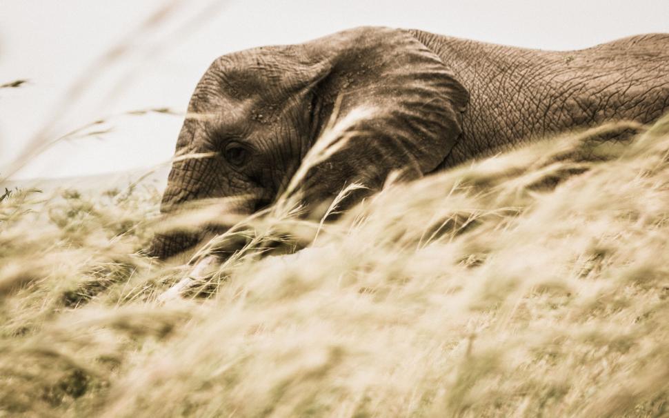Free Image of Elephant walking through tall grass in the wild 