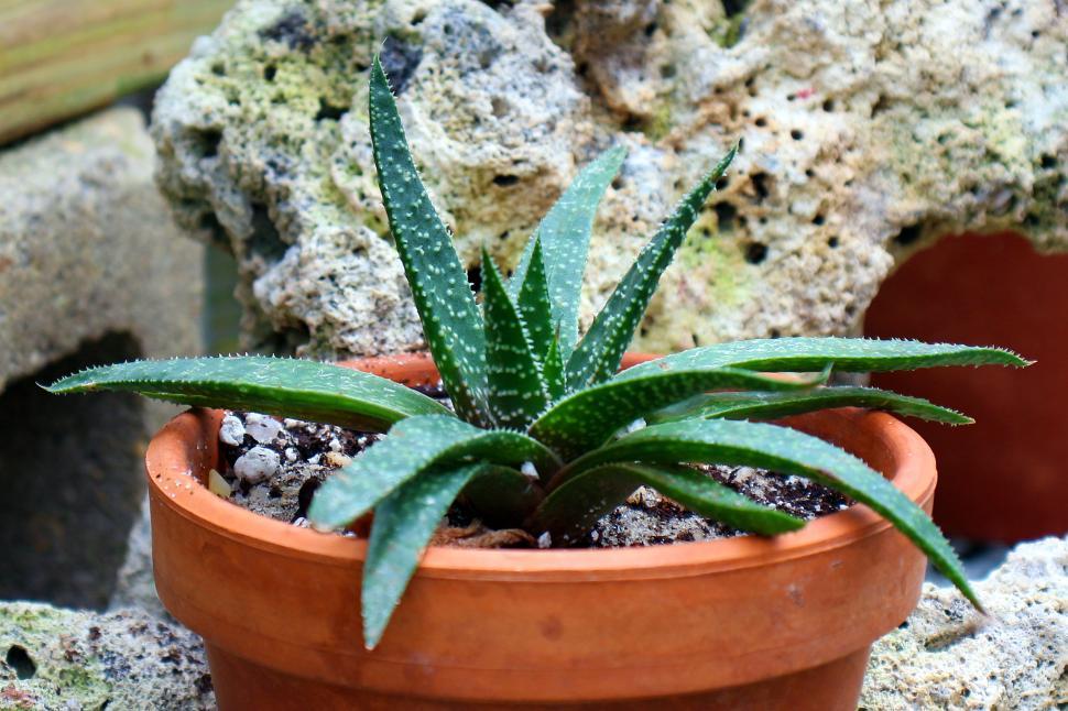 Free Image of Haworthia Fascuate Sucuulent Plant 