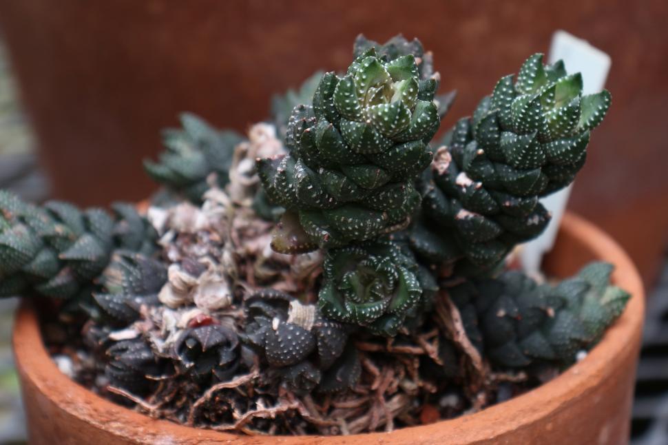Free Image of Haworthia Coarctata Succulent Plant 